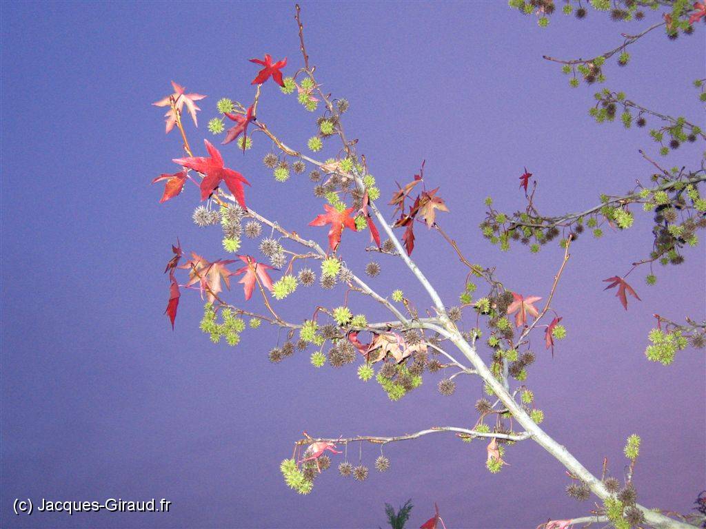 2005-11-20 16-58-52 Novembre 46,3mm 1_60_eme F3,2.JPG